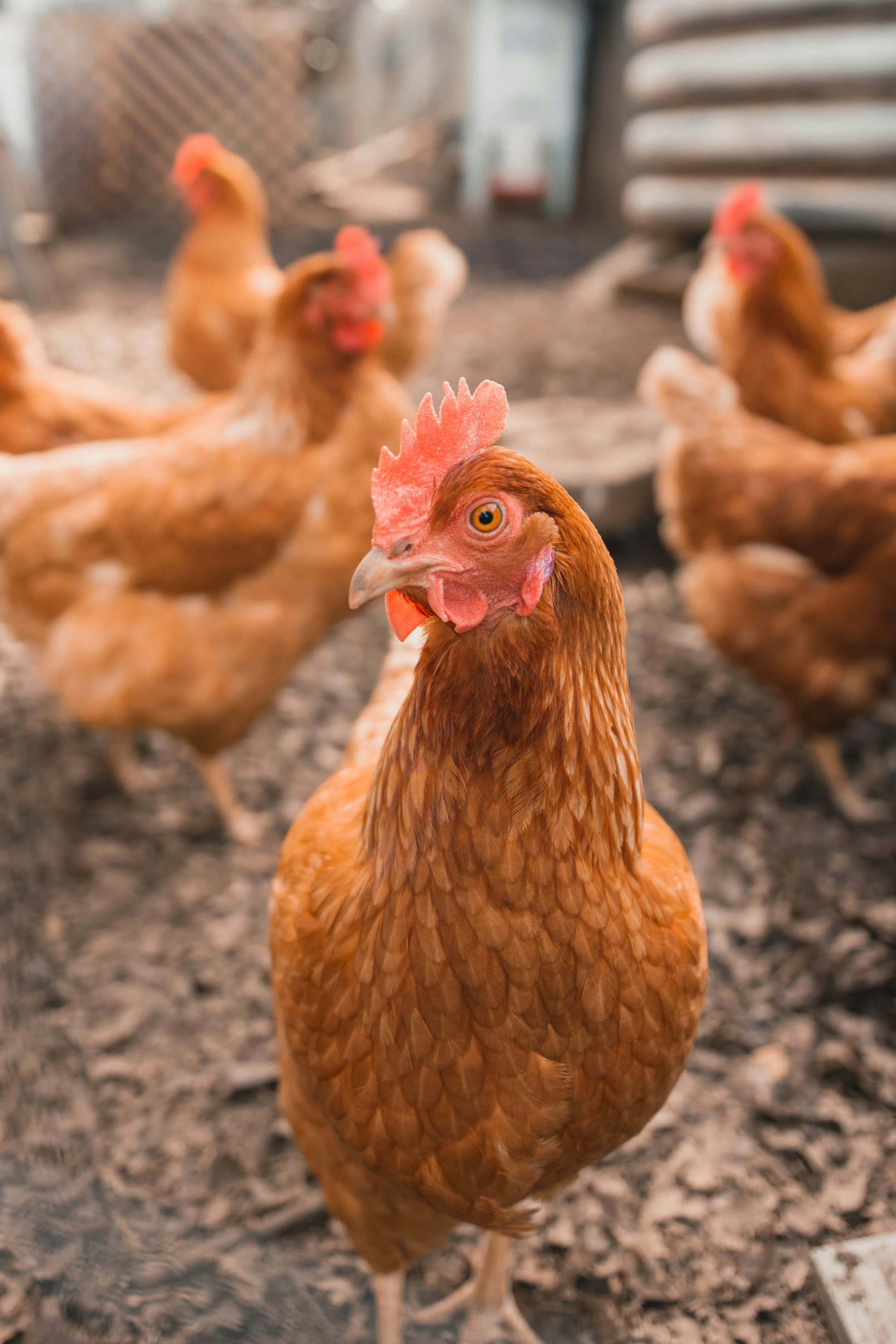 Modern Chicken Farm